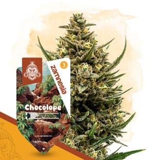 Chocolope (Zamnesia Seeds)