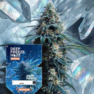 Deep Freeze Haze (Zamnesia Seeds)
