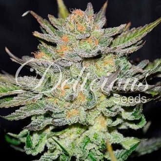 Blue Ace CBD Auto (Delicious Seeds)
