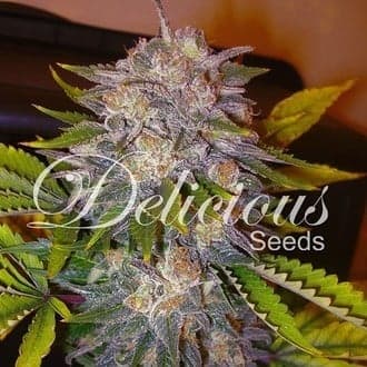 Caramelo (Delicious Seeds)