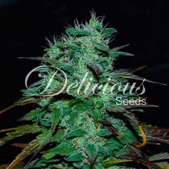 Chocobang (Delicious Seeds)