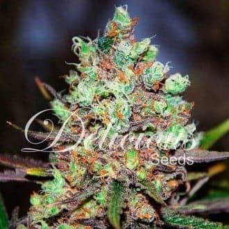 Cotton Candy (Delicious Seeds)