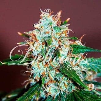 Critical Neville Haze 2.0 (Delicious Seeds)
