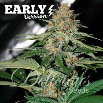 Delicious Candy Early Version (Delicious Seeds)