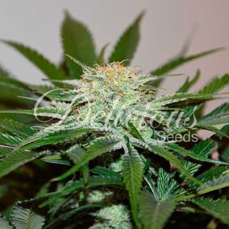 Descojack (Delicious Seeds)