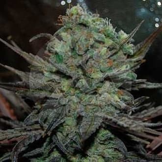 Eleven Roses Auto (Delicious Seeds)