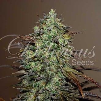 Eleven Roses (Delicious Seeds)