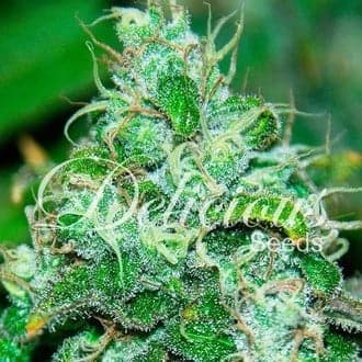 Fruity Chronic Juice (Delicious Seeds)