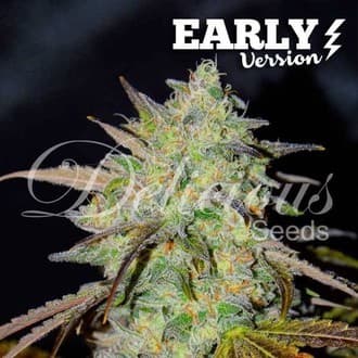 Marmalate Early Version (Delicious Seeds)