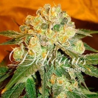 Marmalate (Delicious Seeds)