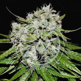 Neville’s Rose Auto (Delicious Seeds)