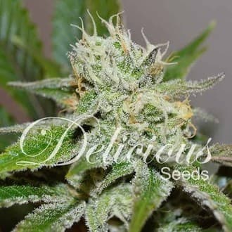 Original Juan Herer (Delicious Seeds)