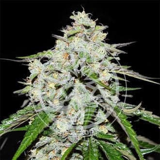 Space Cookies Auto (Delicious Seeds)
