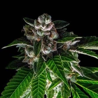 Bakers Delight (DNA Genetics)