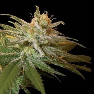 Kushberry (DNA Genetics)