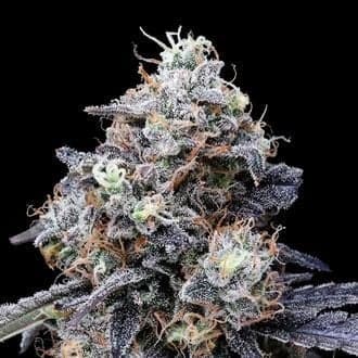 MACmelon Auto (DNA Genetics)