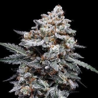 Patrick Swayze Auto (DNA Genetics)