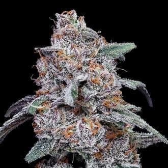 Purple People Eater Auto (DNA Genetics)