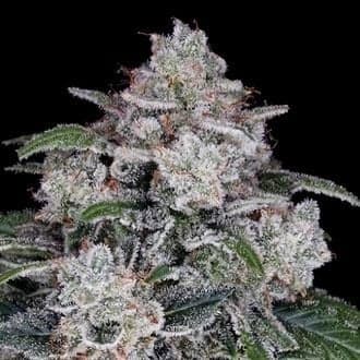 Return of the MAC Auto (DNA Genetics)