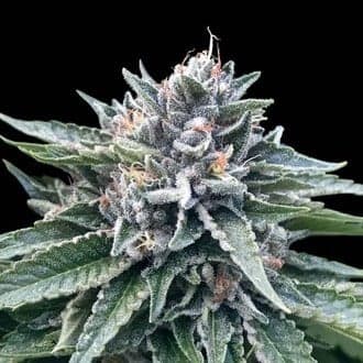 Sorbet 4 (DNA Genetics)