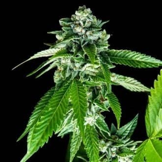 Sorbet Dreams (DNA Genetics)