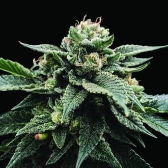 Sorbet Stash (DNA Genetics)