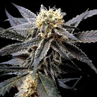 Strawberry Banana (DNA Genetics)