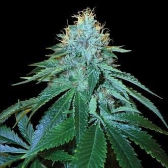 The OG 18 (DNA Genetics)