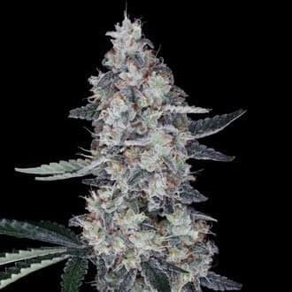 Watermelon Man Auto (DNA Genetics)