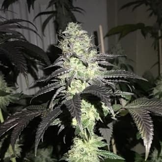 Do Z Dos (Pheno Finder)