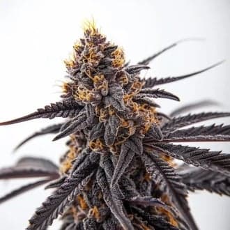 Donny Burger (Blimburn Seeds)