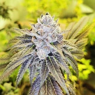 Double Slurry (Pheno Finder)