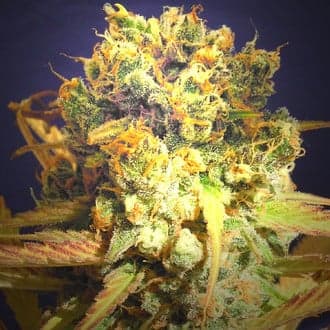 Dr Bruce Banner CBD (Original Sensible)