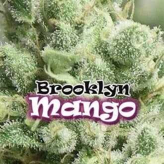 Brooklyn Mango (Dr. Underground)