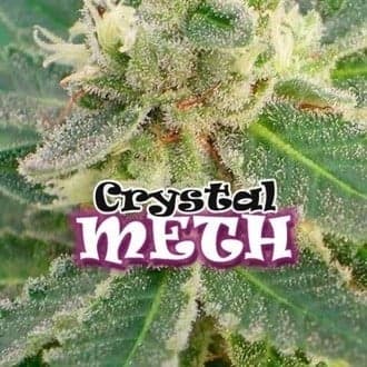Crystal M.E.T.H. (Dr. Underground)