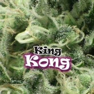 King Kong (Dr. Underground)