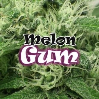 Melon Gum (Dr. Underground)