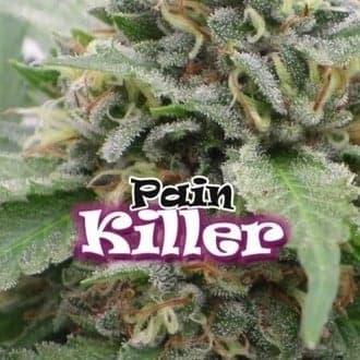 PainKiller (Dr. Underground)