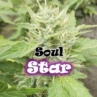 Soul Star (Dr. Underground)
