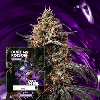 Durban Poison (Zamnesia Seeds)
