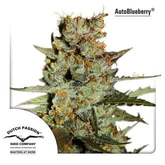 Auto Blueberry (Dutch Passion)
