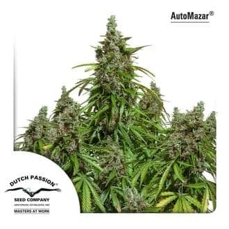 Auto Mazar (Dutch Passion)