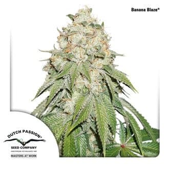 Banana Blaze (Dutch Passion)