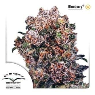 Blueberry (Dutch Passion)