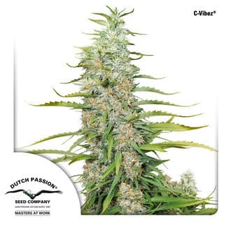 C-Vibez (Dutch Passion)
