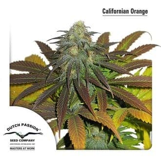 Californian Orange (Dutch Passion)