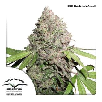 CBD Charlotte’s Angel (Dutch Passion)