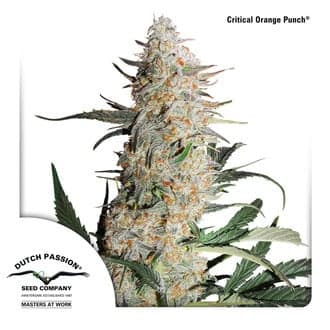 Critical Orange Punch (Dutch Passion)