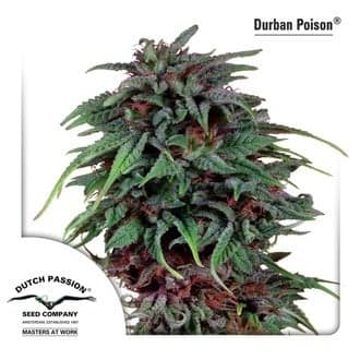 Durban Poison (Dutch Passion)