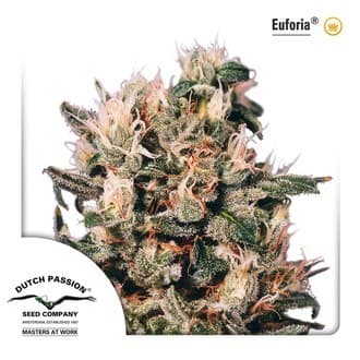 Euforia (Dutch Passion)